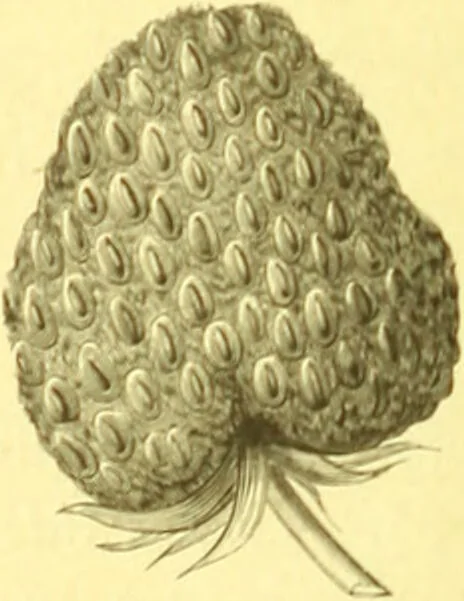 An illustration from Flore pittoresque de la France : anatomie, physiologie, classification, description des plantes indigènes et cultivées au point de vue de l'agriculture, de l'horticulture et de la sylviculture / publiée sous la direction de J. Rothschild., 1885, leaf 52