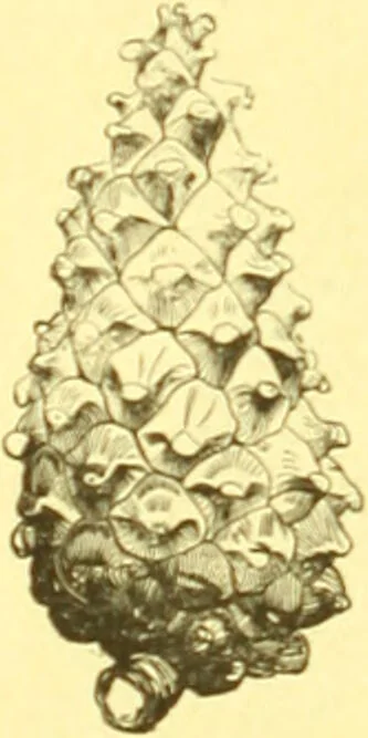 An illustration from Flore pittoresque de la France : anatomie, physiologie, classification, description des plantes indigènes et cultivées au point de vue de l'agriculture, de l'horticulture et de la sylviculture / publiée sous la direction de J. Rothschild., 1885, leaf 52