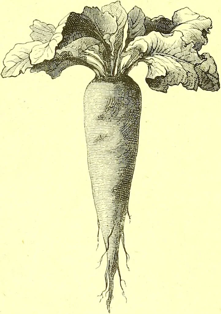 An illustration from Flore pittoresque de la France : anatomie, physiologie, classification, description des plantes indigènes et cultivées au point de vue de l'agriculture, de l'horticulture et de la sylviculture / publiée sous la direction de J. Rothschild., 1885, leaf 520