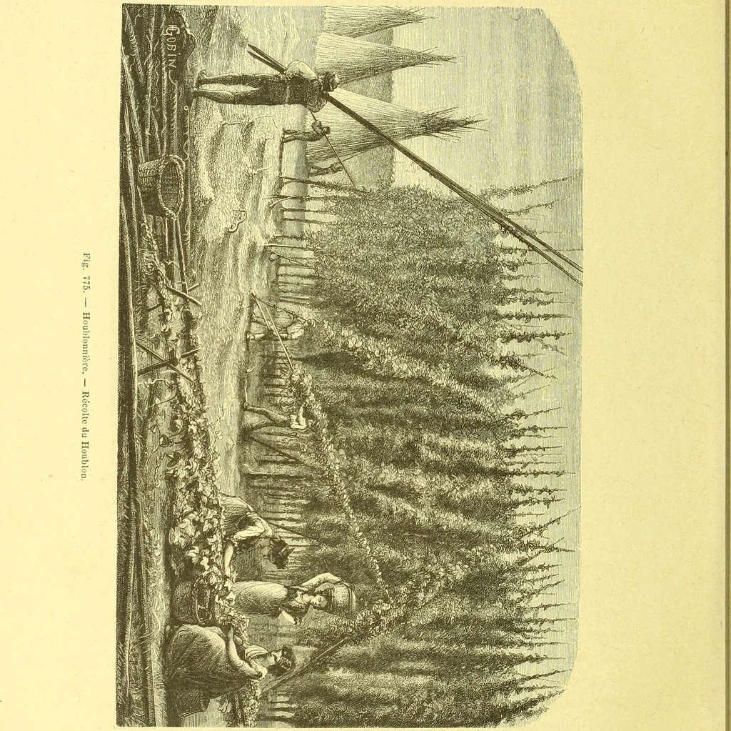 An illustration from Flore pittoresque de la France : anatomie, physiologie, classification, description des plantes indigènes et cultivées au point de vue de l'agriculture, de l'horticulture et de la sylviculture / publiée sous la direction de J. Rothschild., 1885, leaf 521
