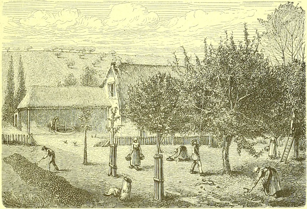 An illustration from Flore pittoresque de la France : anatomie, physiologie, classification, description des plantes indigènes et cultivées au point de vue de l'agriculture, de l'horticulture et de la sylviculture / publiée sous la direction de J. Rothschild., 1885, leaf 522