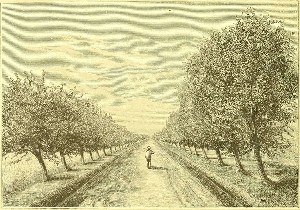 An illustration from Flore pittoresque de la France : anatomie, physiologie, classification, description des plantes indigènes et cultivées au point de vue de l'agriculture, de l'horticulture et de la sylviculture / publiée sous la direction de J. Rothschild., 1885, leaf 523