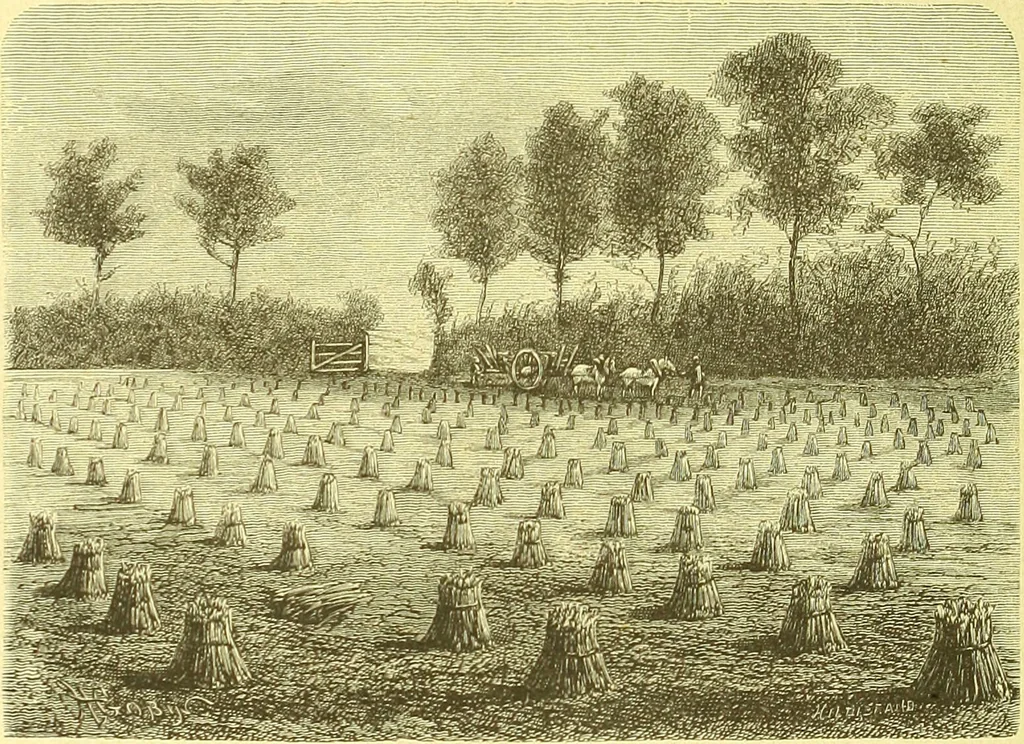 An illustration from Flore pittoresque de la France : anatomie, physiologie, classification, description des plantes indigènes et cultivées au point de vue de l'agriculture, de l'horticulture et de la sylviculture / publiée sous la direction de J. Rothschild., 1885, leaf 525