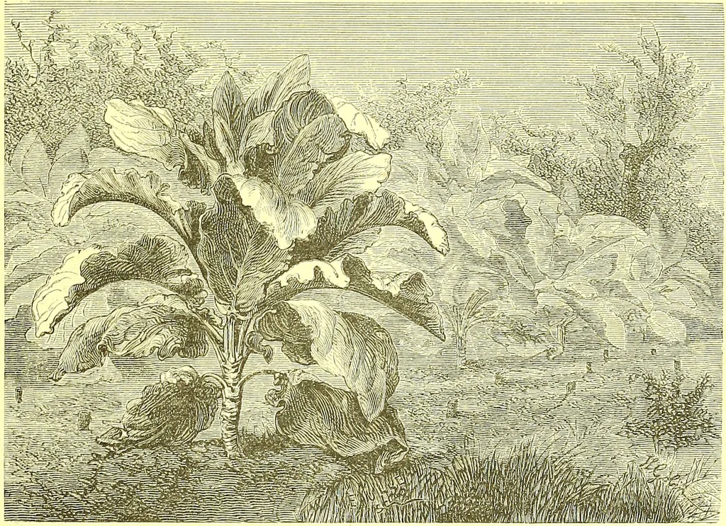 An illustration from Flore pittoresque de la France : anatomie, physiologie, classification, description des plantes indigènes et cultivées au point de vue de l'agriculture, de l'horticulture et de la sylviculture / publiée sous la direction de J. Rothschild., 1885, leaf 526