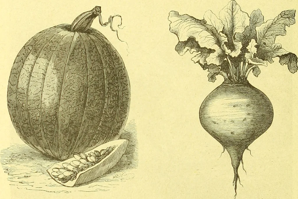An illustration from Flore pittoresque de la France : anatomie, physiologie, classification, description des plantes indigènes et cultivées au point de vue de l'agriculture, de l'horticulture et de la sylviculture / publiée sous la direction de J. Rothschild., 1885, leaf 527