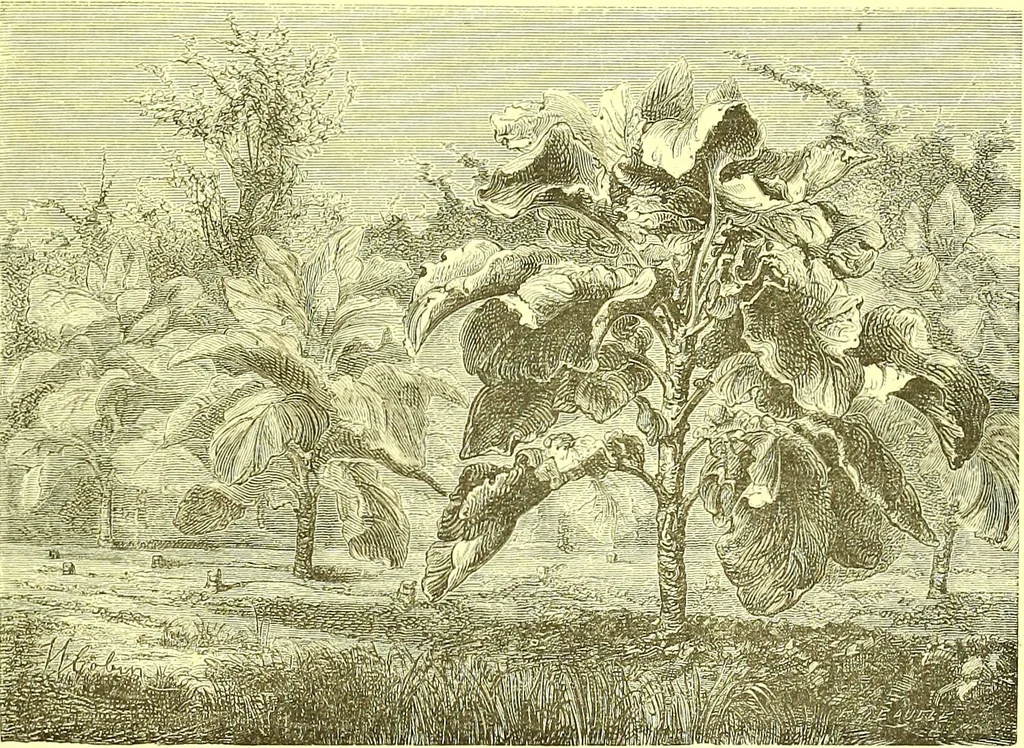 An illustration from Flore pittoresque de la France : anatomie, physiologie, classification, description des plantes indigènes et cultivées au point de vue de l'agriculture, de l'horticulture et de la sylviculture / publiée sous la direction de J. Rothschild., 1885, leaf 528