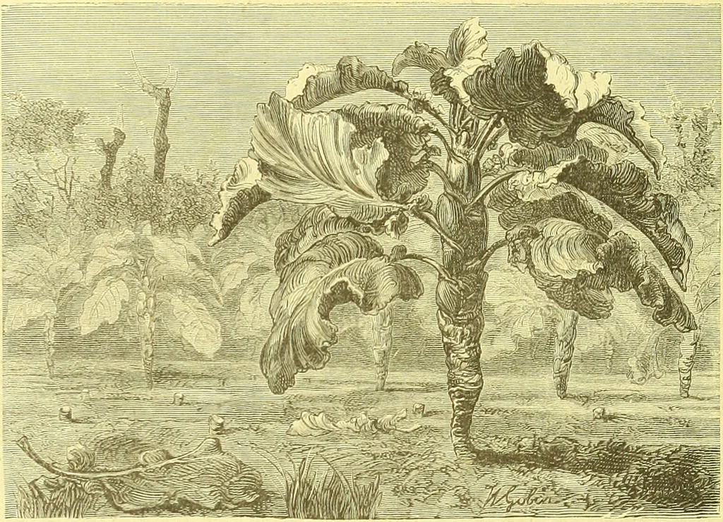 An illustration from Flore pittoresque de la France : anatomie, physiologie, classification, description des plantes indigènes et cultivées au point de vue de l'agriculture, de l'horticulture et de la sylviculture / publiée sous la direction de J. Rothschild., 1885, leaf 529