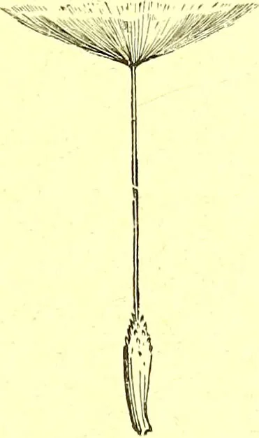An illustration from Flore pittoresque de la France : anatomie, physiologie, classification, description des plantes indigènes et cultivées au point de vue de l'agriculture, de l'horticulture et de la sylviculture / publiée sous la direction de J. Rothschild., 1885, leaf 53