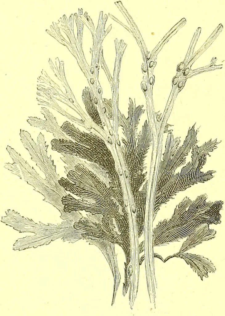 An illustration from Flore pittoresque de la France : anatomie, physiologie, classification, description des plantes indigènes et cultivées au point de vue de l'agriculture, de l'horticulture et de la sylviculture / publiée sous la direction de J. Rothschild., 1885, leaf 530
