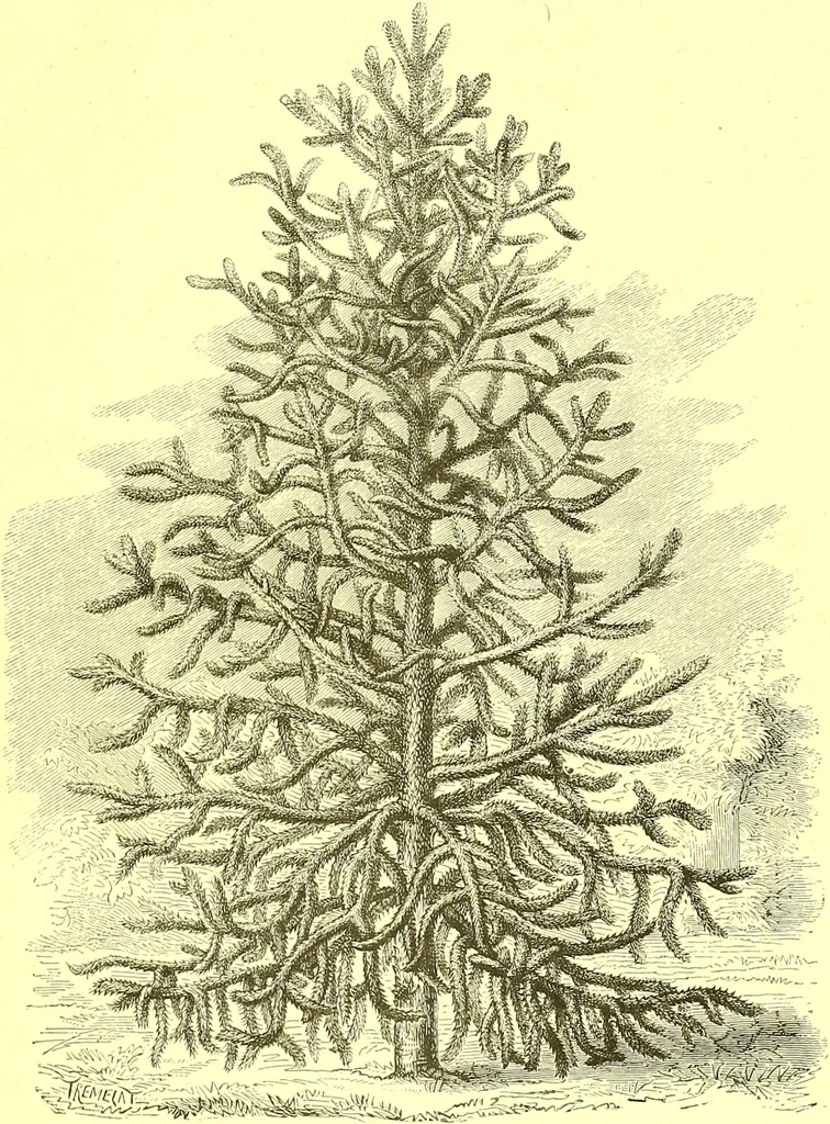 An illustration from Flore pittoresque de la France : anatomie, physiologie, classification, description des plantes indigènes et cultivées au point de vue de l'agriculture, de l'horticulture et de la sylviculture / publiée sous la direction de J. Rothschild., 1885, leaf 532