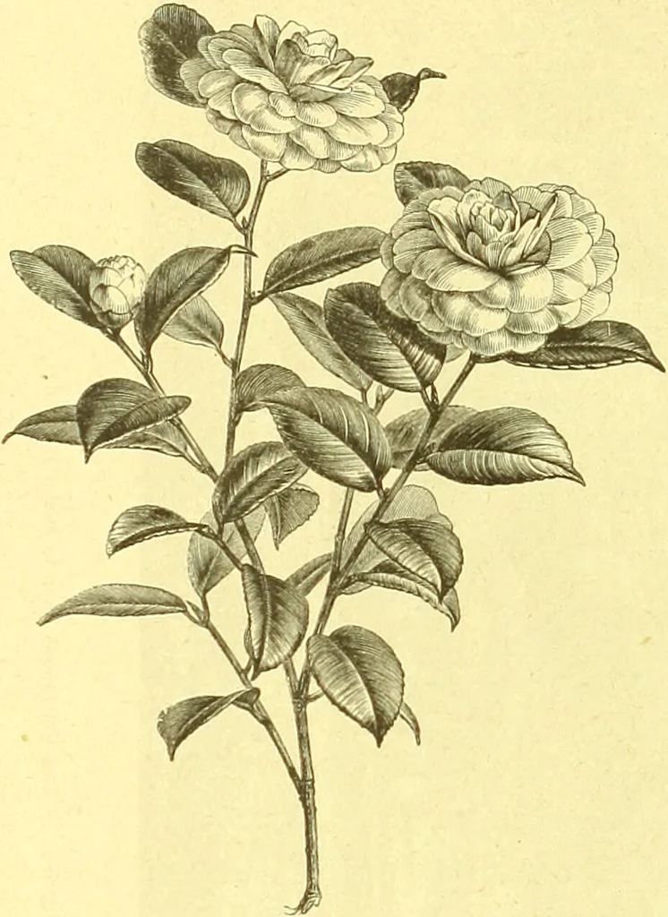 An illustration from Flore pittoresque de la France : anatomie, physiologie, classification, description des plantes indigènes et cultivées au point de vue de l'agriculture, de l'horticulture et de la sylviculture / publiée sous la direction de J. Rothschild., 1885, leaf 533