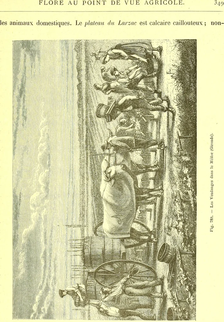 An illustration from Flore pittoresque de la France : anatomie, physiologie, classification, description des plantes indigènes et cultivées au point de vue de l'agriculture, de l'horticulture et de la sylviculture / publiée sous la direction de J. Rothschild., 1885, leaf 534
