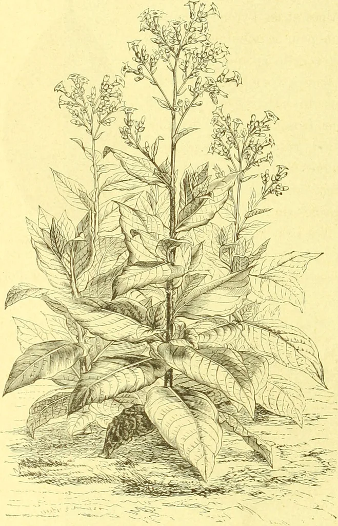 An illustration from Flore pittoresque de la France : anatomie, physiologie, classification, description des plantes indigènes et cultivées au point de vue de l'agriculture, de l'horticulture et de la sylviculture / publiée sous la direction de J. Rothschild., 1885, leaf 535