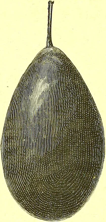 An illustration from Flore pittoresque de la France : anatomie, physiologie, classification, description des plantes indigènes et cultivées au point de vue de l'agriculture, de l'horticulture et de la sylviculture / publiée sous la direction de J. Rothschild., 1885, leaf 536