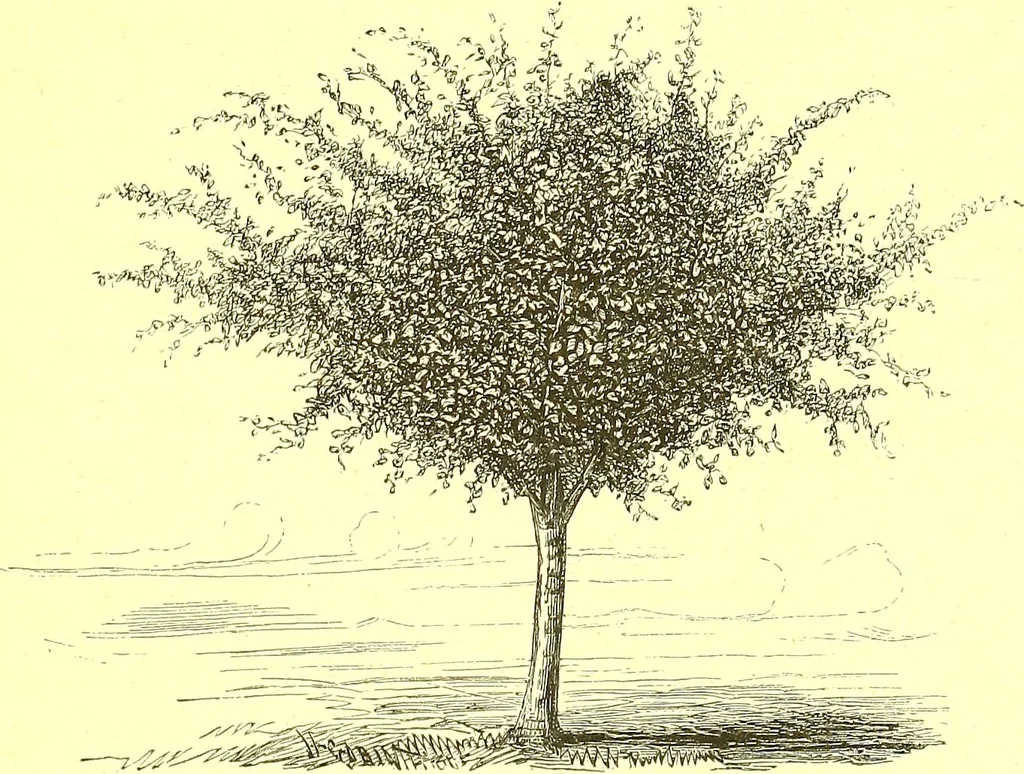 An illustration from Flore pittoresque de la France : anatomie, physiologie, classification, description des plantes indigènes et cultivées au point de vue de l'agriculture, de l'horticulture et de la sylviculture / publiée sous la direction de J. Rothschild., 1885, leaf 536