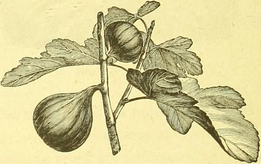 An illustration from Flore pittoresque de la France : anatomie, physiologie, classification, description des plantes indigènes et cultivées au point de vue de l'agriculture, de l'horticulture et de la sylviculture / publiée sous la direction de J. Rothschild., 1885, leaf 537