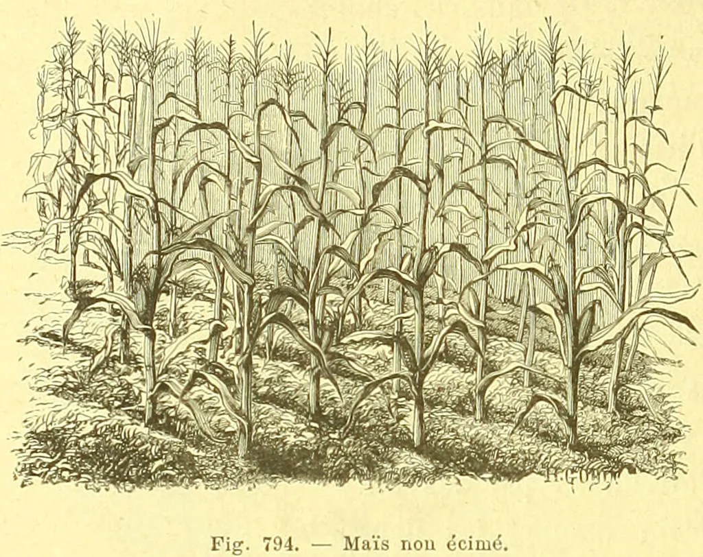 An illustration from Flore pittoresque de la France : anatomie, physiologie, classification, description des plantes indigènes et cultivées au point de vue de l'agriculture, de l'horticulture et de la sylviculture / publiée sous la direction de J. Rothschild., 1885, leaf 537