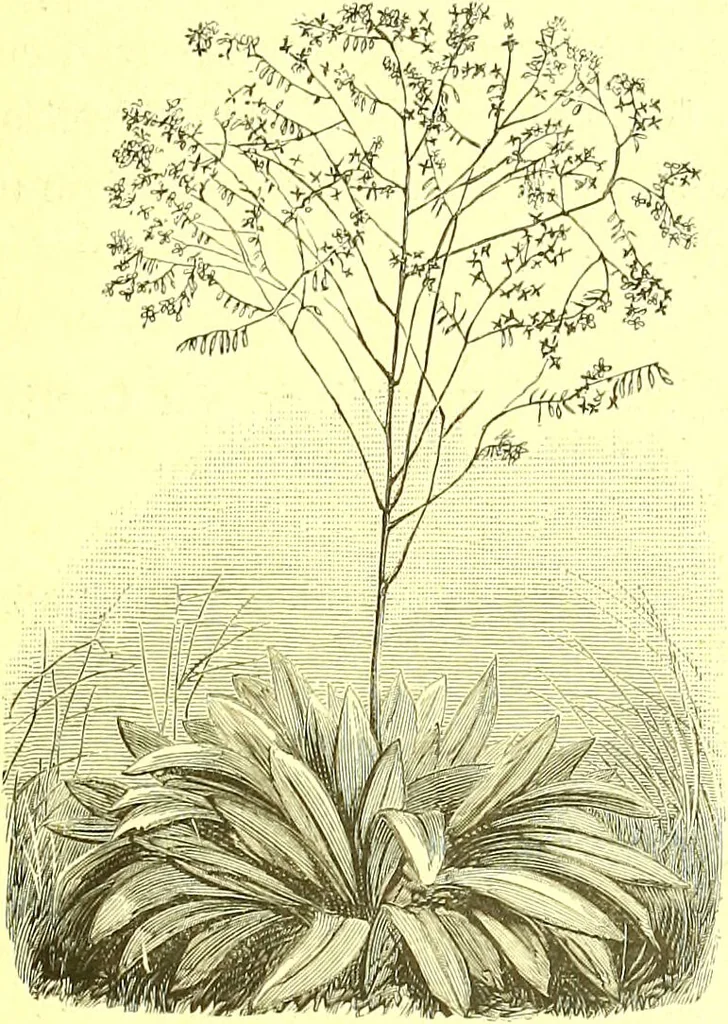 An illustration from Flore pittoresque de la France : anatomie, physiologie, classification, description des plantes indigènes et cultivées au point de vue de l'agriculture, de l'horticulture et de la sylviculture / publiée sous la direction de J. Rothschild., 1885, leaf 538