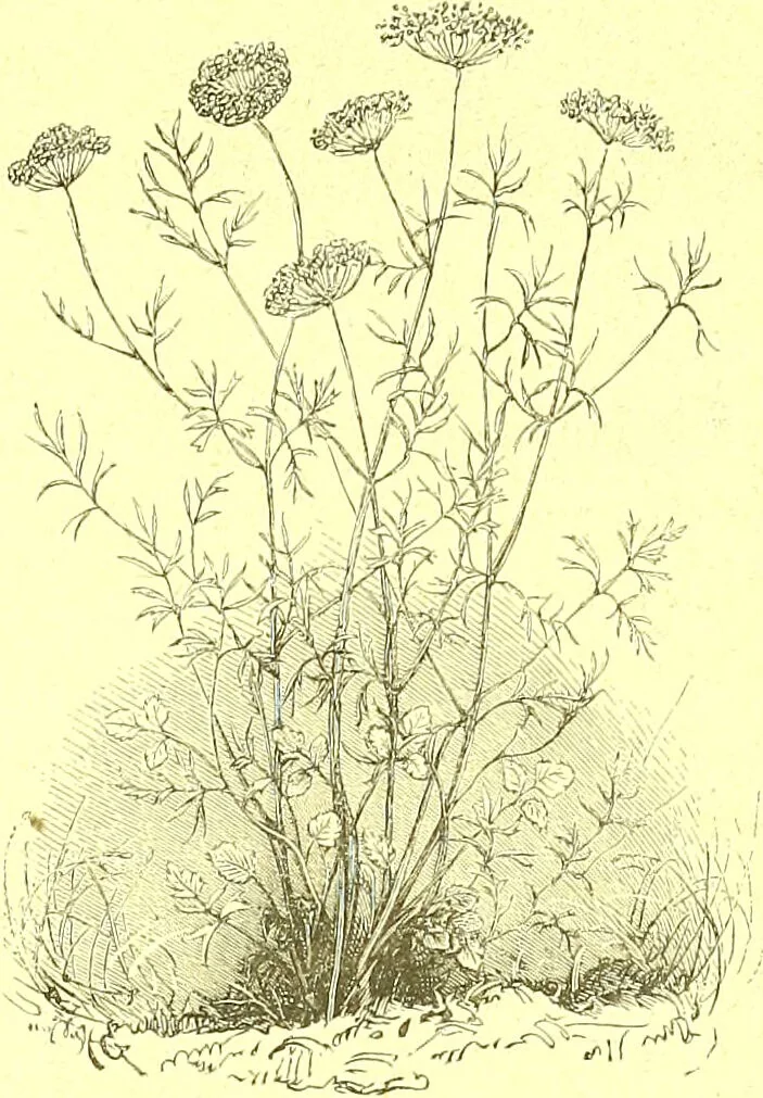 An illustration from Flore pittoresque de la France : anatomie, physiologie, classification, description des plantes indigènes et cultivées au point de vue de l'agriculture, de l'horticulture et de la sylviculture / publiée sous la direction de J. Rothschild., 1885, leaf 538