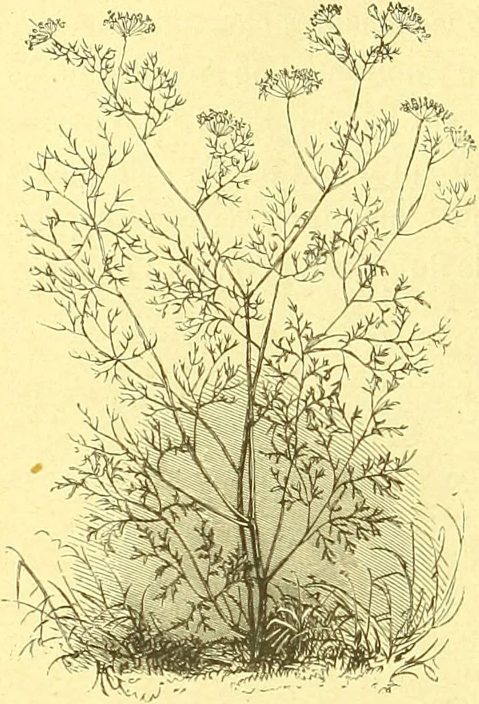 An illustration from Flore pittoresque de la France : anatomie, physiologie, classification, description des plantes indigènes et cultivées au point de vue de l'agriculture, de l'horticulture et de la sylviculture / publiée sous la direction de J. Rothschild., 1885, leaf 539