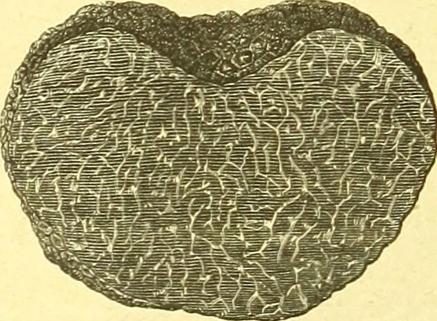 An illustration from Flore pittoresque de la France : anatomie, physiologie, classification, description des plantes indigènes et cultivées au point de vue de l'agriculture, de l'horticulture et de la sylviculture / publiée sous la direction de J. Rothschild., 1885, leaf 539