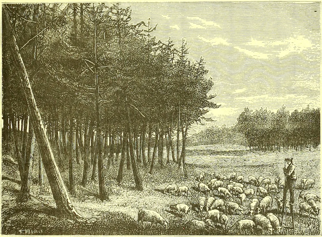 An illustration from Flore pittoresque de la France : anatomie, physiologie, classification, description des plantes indigènes et cultivées au point de vue de l'agriculture, de l'horticulture et de la sylviculture / publiée sous la direction de J. Rothschild., 1885, leaf 540