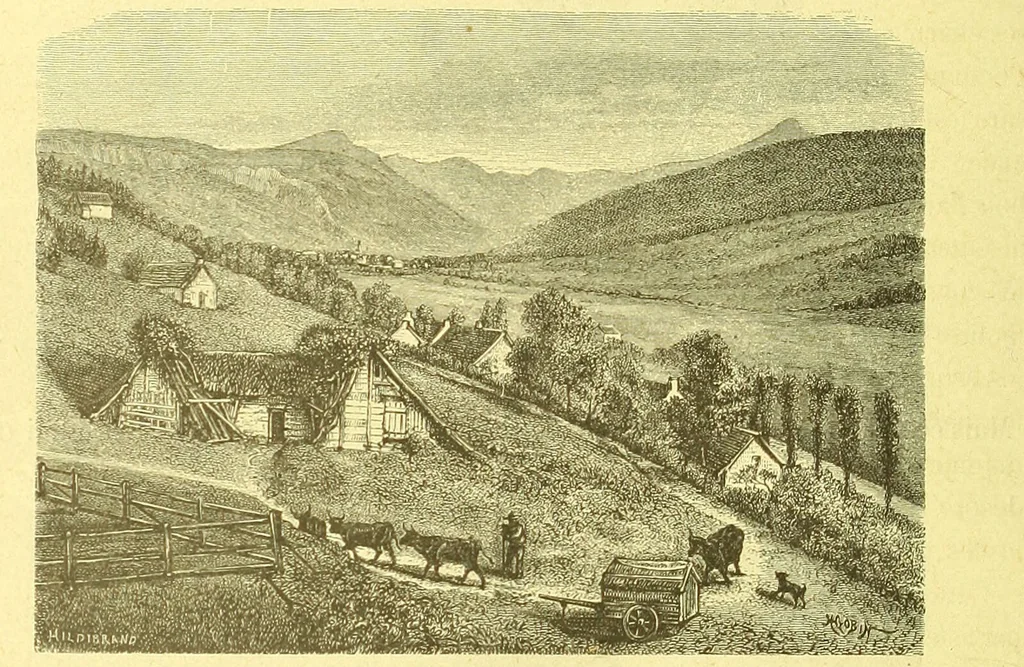 An illustration from Flore pittoresque de la France : anatomie, physiologie, classification, description des plantes indigènes et cultivées au point de vue de l'agriculture, de l'horticulture et de la sylviculture / publiée sous la direction de J. Rothschild., 1885, leaf 541