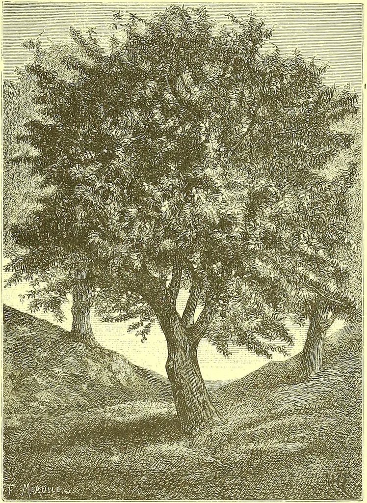 An illustration from Flore pittoresque de la France : anatomie, physiologie, classification, description des plantes indigènes et cultivées au point de vue de l'agriculture, de l'horticulture et de la sylviculture / publiée sous la direction de J. Rothschild., 1885, leaf 542