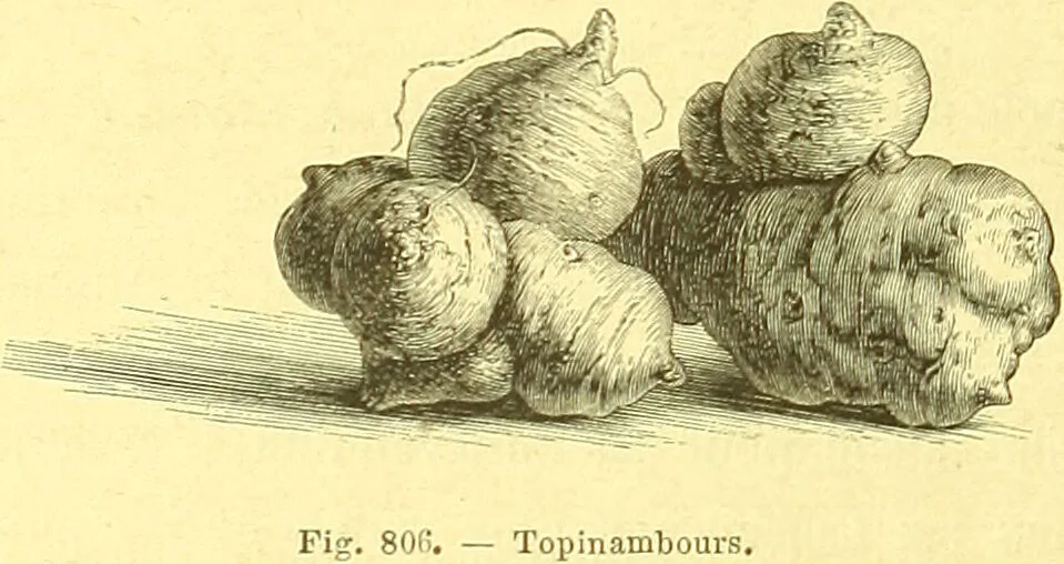 An illustration from Flore pittoresque de la France : anatomie, physiologie, classification, description des plantes indigènes et cultivées au point de vue de l'agriculture, de l'horticulture et de la sylviculture / publiée sous la direction de J. Rothschild., 1885, leaf 543