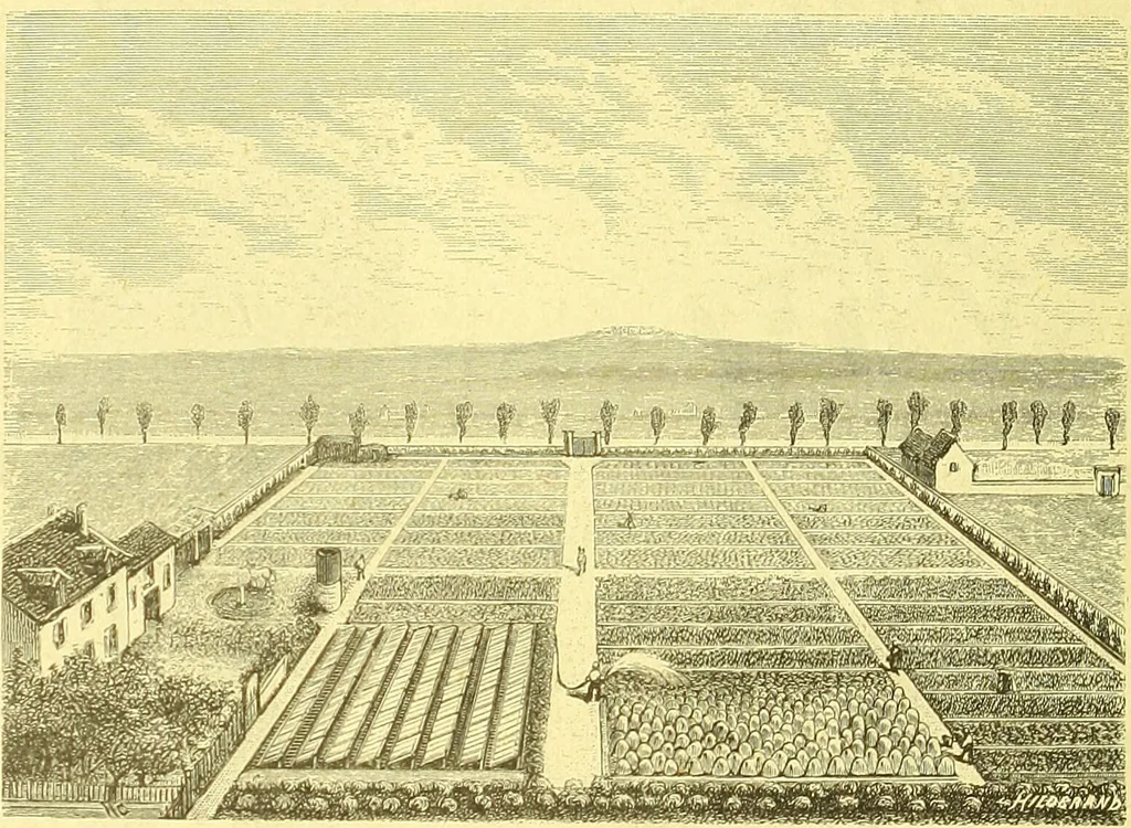 An illustration from Flore pittoresque de la France : anatomie, physiologie, classification, description des plantes indigènes et cultivées au point de vue de l'agriculture, de l'horticulture et de la sylviculture / publiée sous la direction de J. Rothschild., 1885, leaf 545