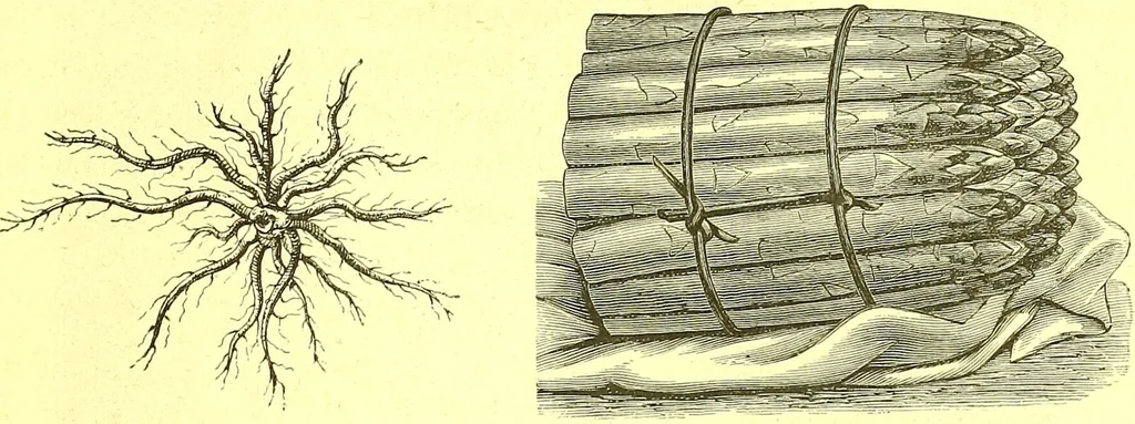 An illustration from Flore pittoresque de la France : anatomie, physiologie, classification, description des plantes indigènes et cultivées au point de vue de l'agriculture, de l'horticulture et de la sylviculture / publiée sous la direction de J. Rothschild., 1885, leaf 546