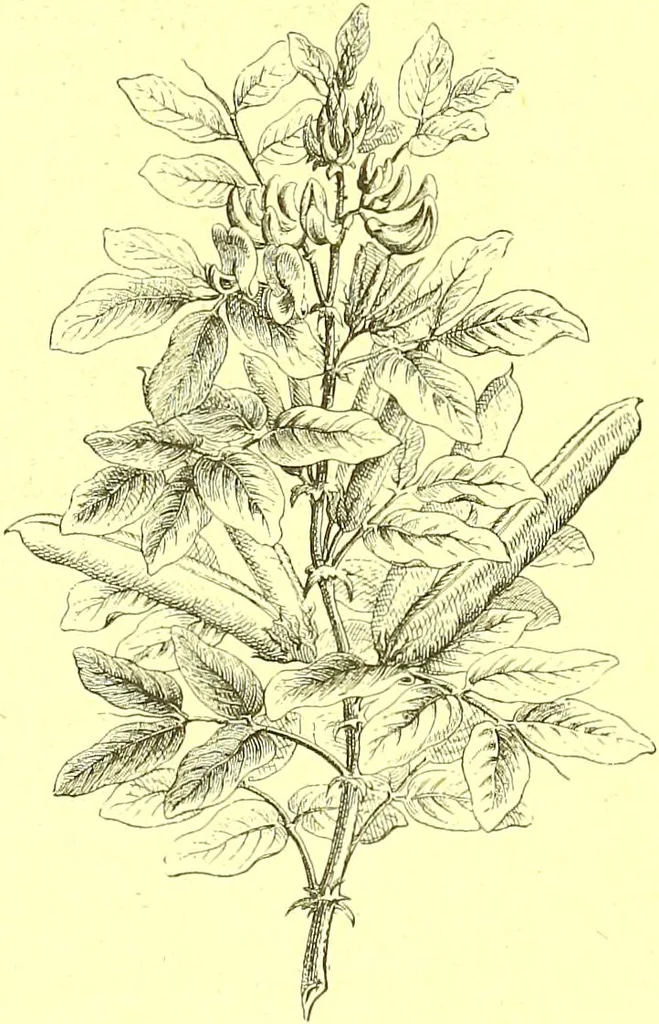 An illustration from Flore pittoresque de la France : anatomie, physiologie, classification, description des plantes indigènes et cultivées au point de vue de l'agriculture, de l'horticulture et de la sylviculture / publiée sous la direction de J. Rothschild., 1885, leaf 546