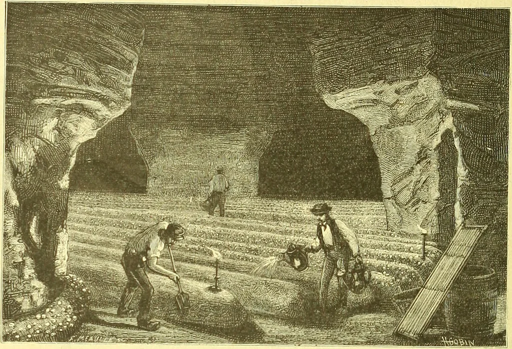 An illustration from Flore pittoresque de la France : anatomie, physiologie, classification, description des plantes indigènes et cultivées au point de vue de l'agriculture, de l'horticulture et de la sylviculture / publiée sous la direction de J. Rothschild., 1885, leaf 547