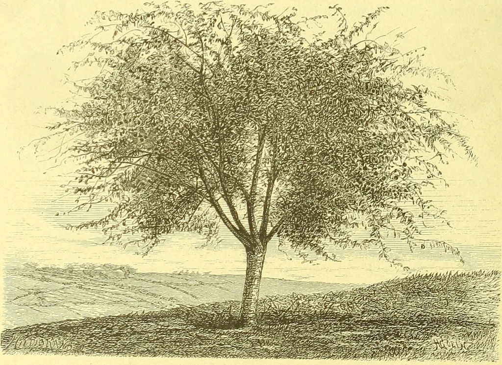An illustration from Flore pittoresque de la France : anatomie, physiologie, classification, description des plantes indigènes et cultivées au point de vue de l'agriculture, de l'horticulture et de la sylviculture / publiée sous la direction de J. Rothschild., 1885, leaf 547