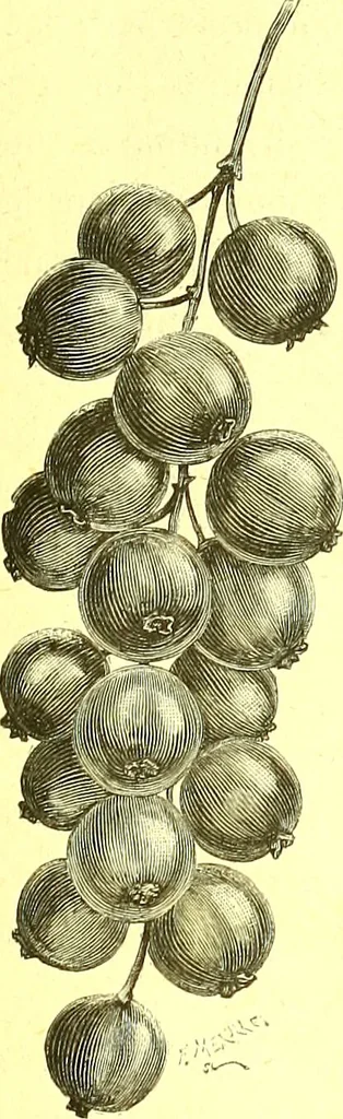 An illustration from Flore pittoresque de la France : anatomie, physiologie, classification, description des plantes indigènes et cultivées au point de vue de l'agriculture, de l'horticulture et de la sylviculture / publiée sous la direction de J. Rothschild., 1885, leaf 548