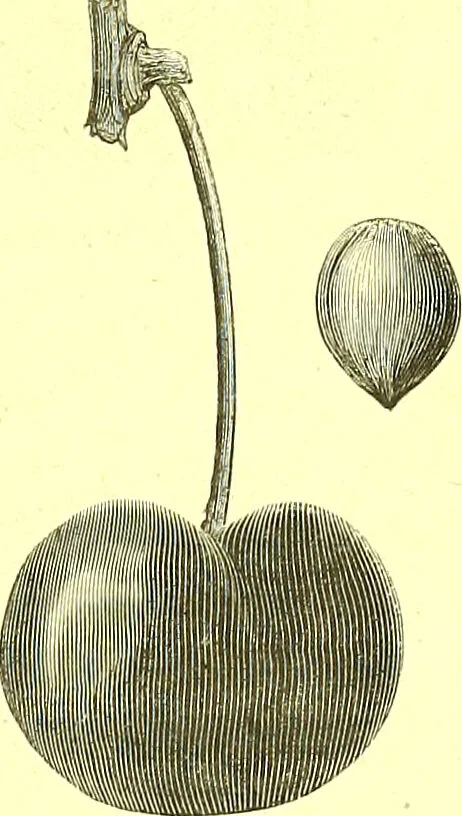 An illustration from Flore pittoresque de la France : anatomie, physiologie, classification, description des plantes indigènes et cultivées au point de vue de l'agriculture, de l'horticulture et de la sylviculture / publiée sous la direction de J. Rothschild., 1885, leaf 548
