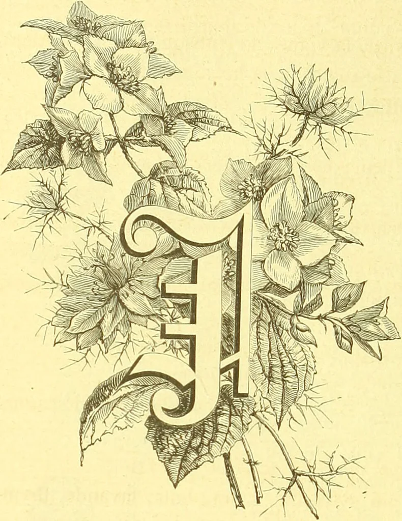 An illustration from Flore pittoresque de la France : anatomie, physiologie, classification, description des plantes indigènes et cultivées au point de vue de l'agriculture, de l'horticulture et de la sylviculture / publiée sous la direction de J. Rothschild., 1885, leaf 549