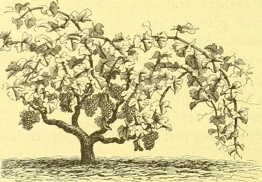 An illustration from Flore pittoresque de la France : anatomie, physiologie, classification, description des plantes indigènes et cultivées au point de vue de l'agriculture, de l'horticulture et de la sylviculture / publiée sous la direction de J. Rothschild., 1885, leaf 553