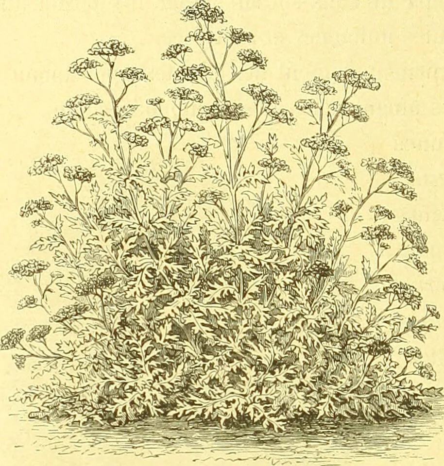 An illustration from Flore pittoresque de la France : anatomie, physiologie, classification, description des plantes indigènes et cultivées au point de vue de l'agriculture, de l'horticulture et de la sylviculture / publiée sous la direction de J. Rothschild., 1885, leaf 553