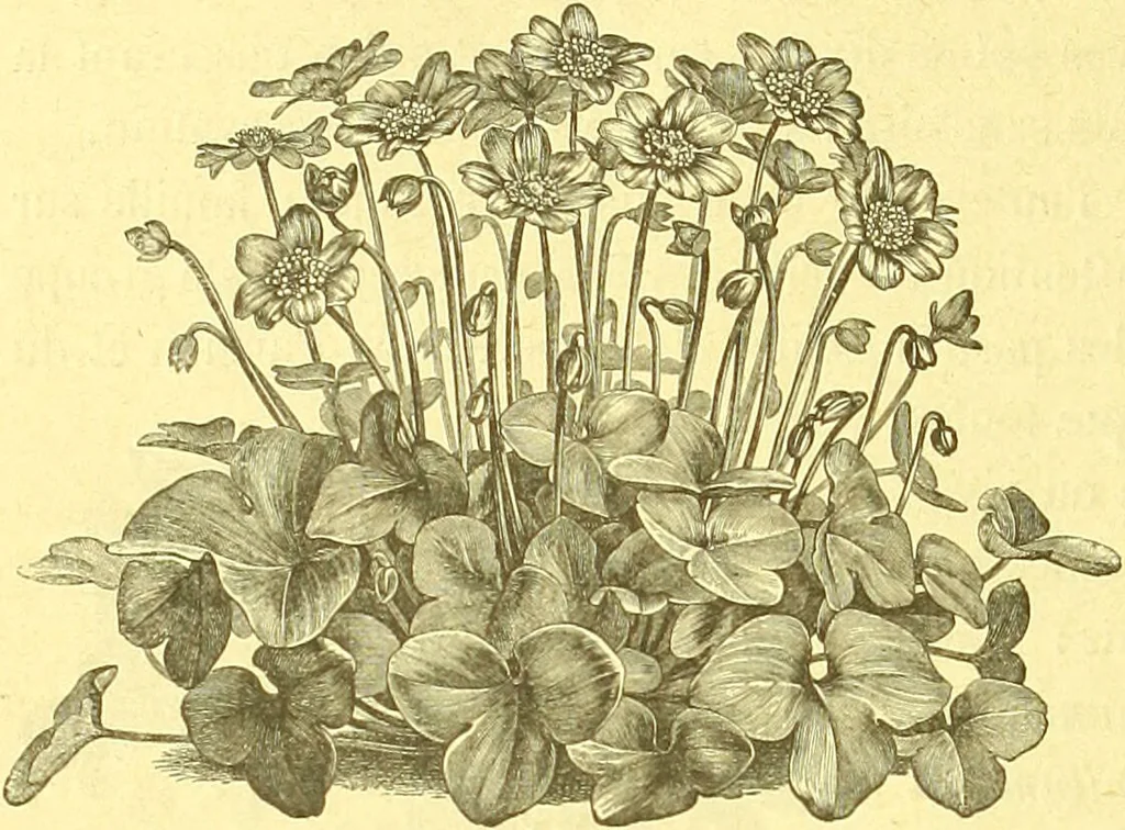 An illustration from Flore pittoresque de la France : anatomie, physiologie, classification, description des plantes indigènes et cultivées au point de vue de l'agriculture, de l'horticulture et de la sylviculture / publiée sous la direction de J. Rothschild., 1885, leaf 559