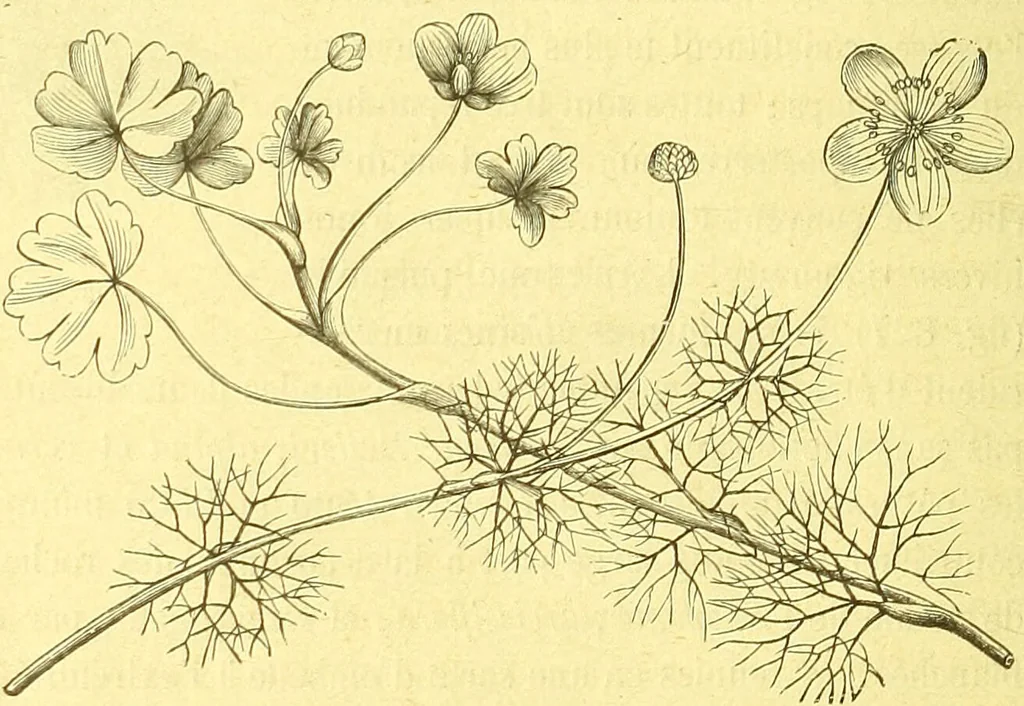 An illustration from Flore pittoresque de la France : anatomie, physiologie, classification, description des plantes indigènes et cultivées au point de vue de l'agriculture, de l'horticulture et de la sylviculture / publiée sous la direction de J. Rothschild., 1885, leaf 559