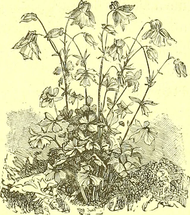 An illustration from Flore pittoresque de la France : anatomie, physiologie, classification, description des plantes indigènes et cultivées au point de vue de l'agriculture, de l'horticulture et de la sylviculture / publiée sous la direction de J. Rothschild., 1885, leaf 560