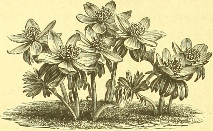 An illustration from Flore pittoresque de la France : anatomie, physiologie, classification, description des plantes indigènes et cultivées au point de vue de l'agriculture, de l'horticulture et de la sylviculture / publiée sous la direction de J. Rothschild., 1885, leaf 561