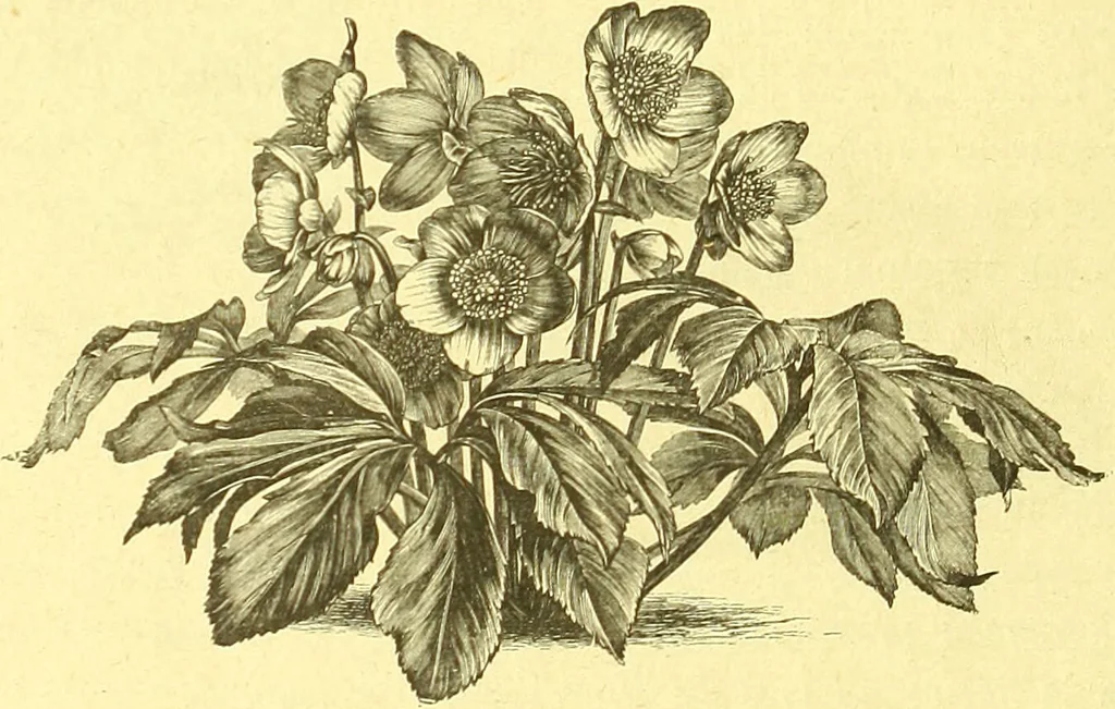 An illustration from Flore pittoresque de la France : anatomie, physiologie, classification, description des plantes indigènes et cultivées au point de vue de l'agriculture, de l'horticulture et de la sylviculture / publiée sous la direction de J. Rothschild., 1885, leaf 561