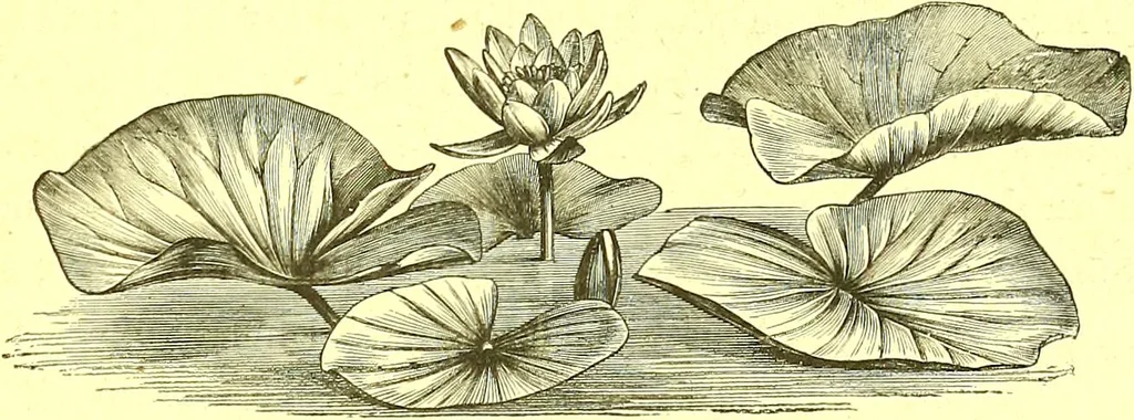 An illustration from Flore pittoresque de la France : anatomie, physiologie, classification, description des plantes indigènes et cultivées au point de vue de l'agriculture, de l'horticulture et de la sylviculture / publiée sous la direction de J. Rothschild., 1885, leaf 562