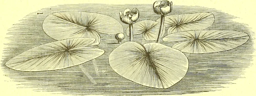 An illustration from Flore pittoresque de la France : anatomie, physiologie, classification, description des plantes indigènes et cultivées au point de vue de l'agriculture, de l'horticulture et de la sylviculture / publiée sous la direction de J. Rothschild., 1885, leaf 562