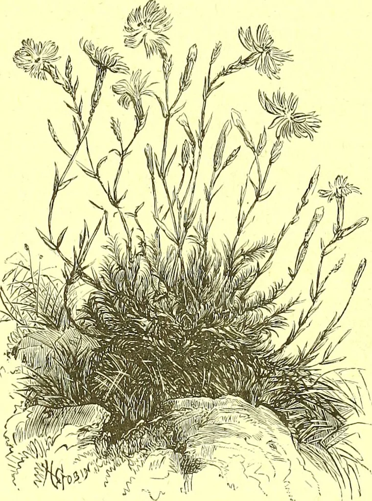 An illustration from Flore pittoresque de la France : anatomie, physiologie, classification, description des plantes indigènes et cultivées au point de vue de l'agriculture, de l'horticulture et de la sylviculture / publiée sous la direction de J. Rothschild., 1885, leaf 566