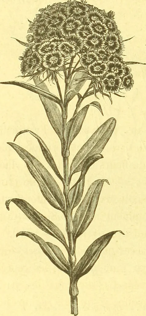 An illustration from Flore pittoresque de la France : anatomie, physiologie, classification, description des plantes indigènes et cultivées au point de vue de l'agriculture, de l'horticulture et de la sylviculture / publiée sous la direction de J. Rothschild., 1885, leaf 567