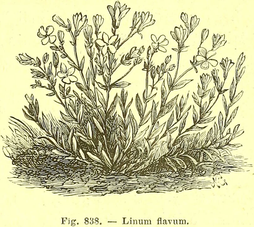 An illustration from Flore pittoresque de la France : anatomie, physiologie, classification, description des plantes indigènes et cultivées au point de vue de l'agriculture, de l'horticulture et de la sylviculture / publiée sous la direction de J. Rothschild., 1885, leaf 568