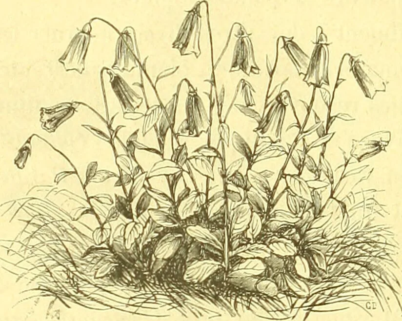 An illustration from Flore pittoresque de la France : anatomie, physiologie, classification, description des plantes indigènes et cultivées au point de vue de l'agriculture, de l'horticulture et de la sylviculture / publiée sous la direction de J. Rothschild., 1885, leaf 577
